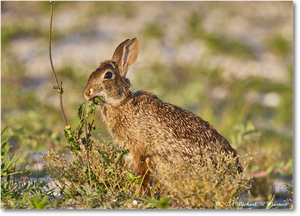 2024Jun_Rabbit_ChincoNWR_2024Jun_R5A24303