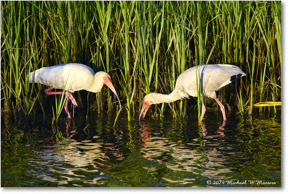 2024Jun_WhiteIbis_ChincoNWR_2024Jun_R5B28083