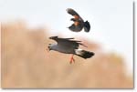 Kite&Blackbird-CentralFL-2011Feb_D4A2651 copy