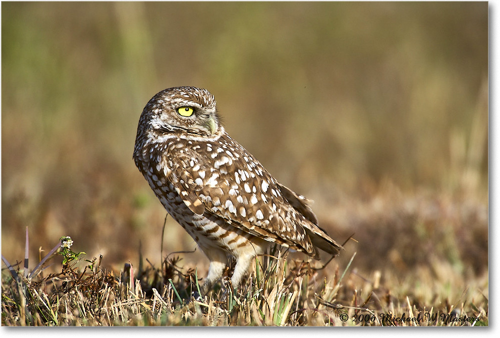 BurrowingOwl_CapeCoral_2006Jan_E0K5632 copy