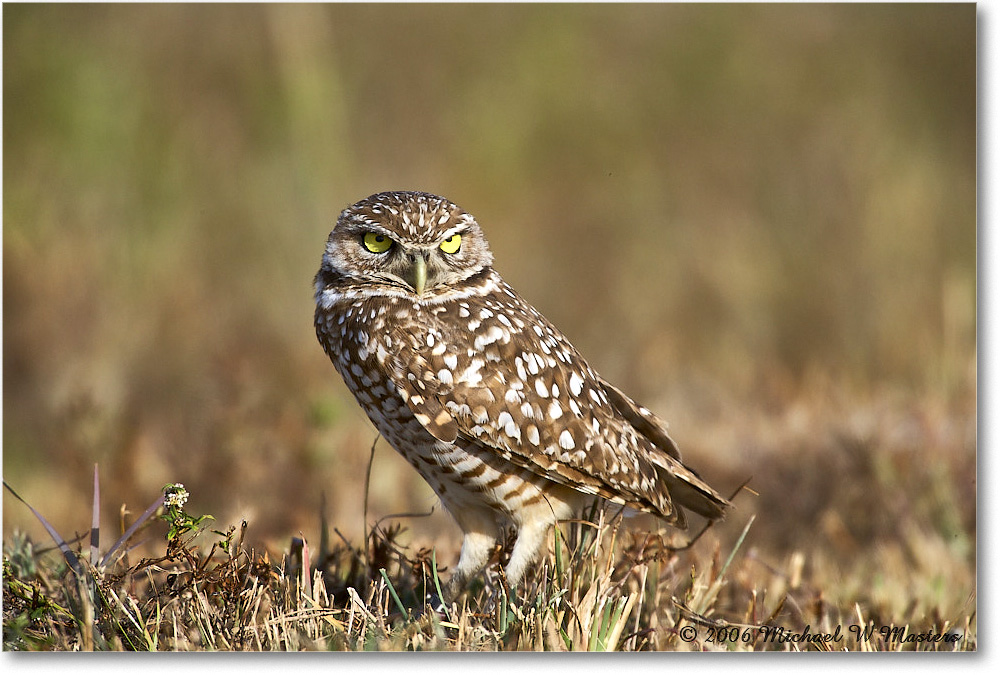 BurrowingOwl_CapeCoral_2006Jan_E0K5635 copy