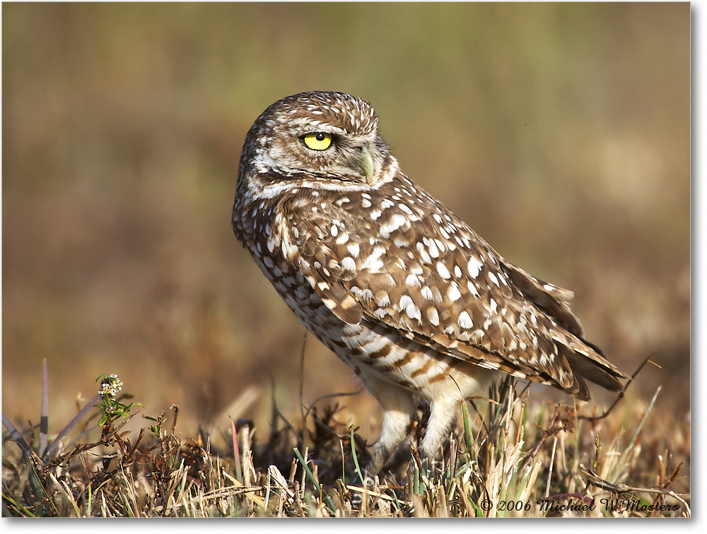 BurrowingOwl_CapeCoral_2006Jan_E0K5644 copy