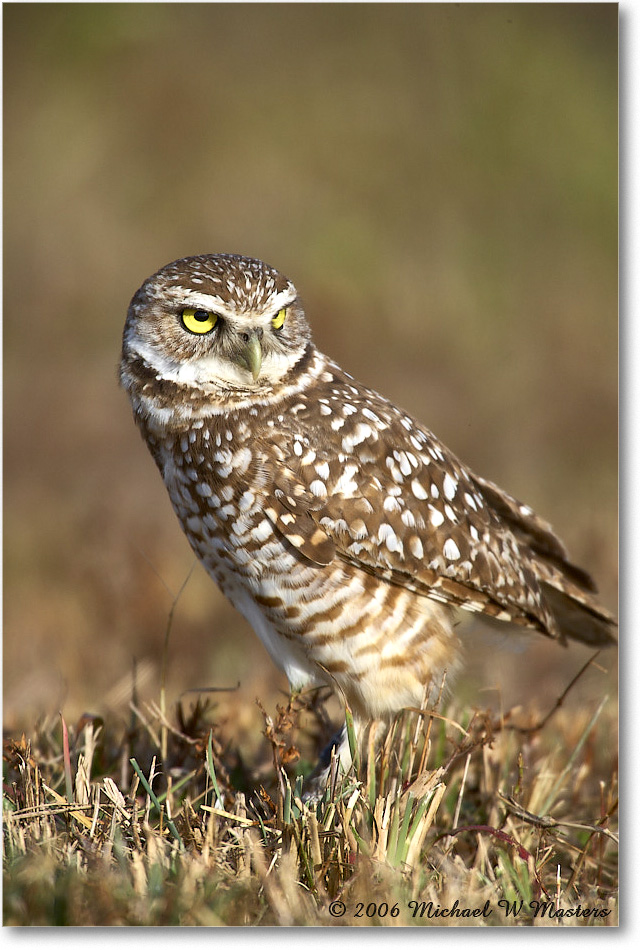 BurrowingOwl_CapeCoral_2006Jan_E0K5647 copy