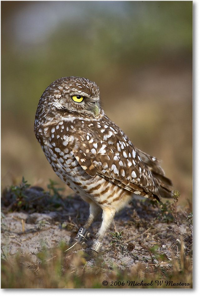 BurrowingOwl_CapeCoral_2006Jan_E0K5656 copy