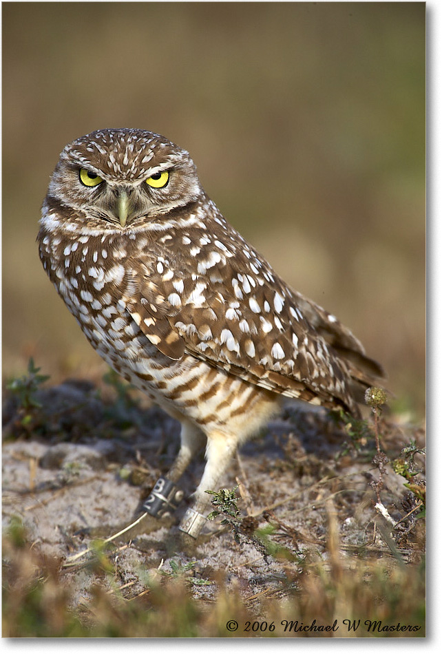 BurrowingOwl_CapeCoral_2006Jan_E0K5665 copy