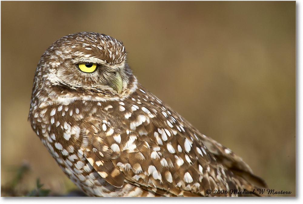 BurrowingOwl_CapeCoral_2006Jan_E0K5671 copy