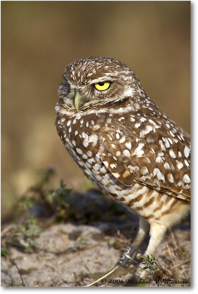 BurrowingOwl_CapeCoral_2006Jan_E0K5677 copy