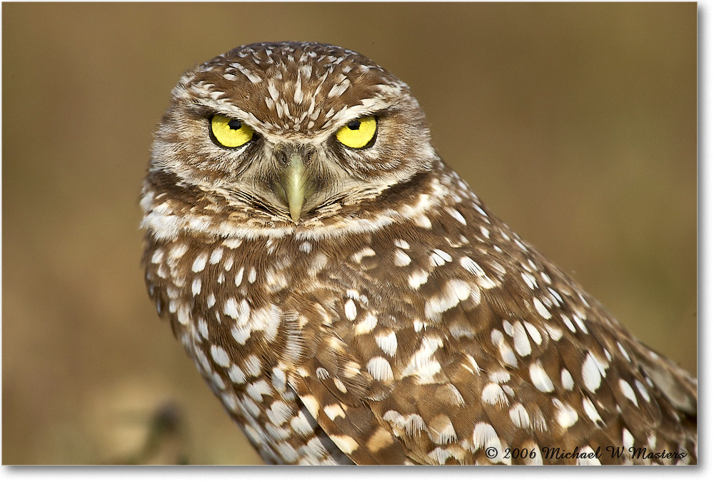 BurrowingOwl_CapeCoral_2006Jan_E0K5679 copy