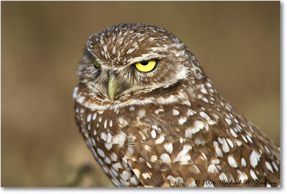 BurrowingOwl_CapeCoral_2006Jan_E0K5690 copy