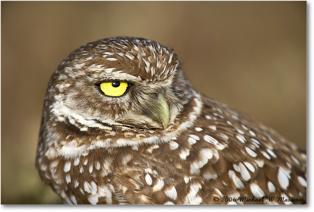 BurrowingOwl_CapeCoral_2006Jan_E0K5720 copy