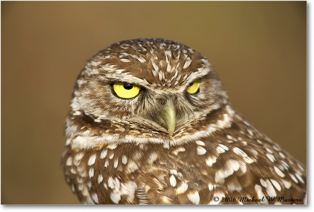 BurrowingOwl_CapeCoral_2006Jan_E0K5743 copy