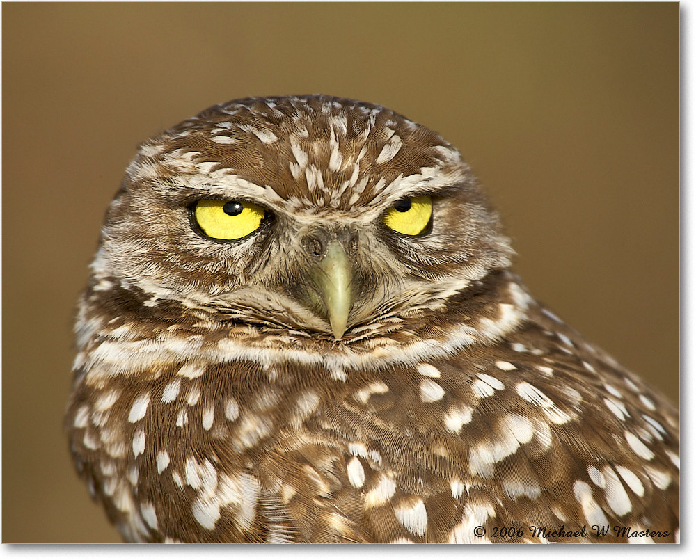 BurrowingOwl_CapeCoral_2006Jan_E0K5756 copy