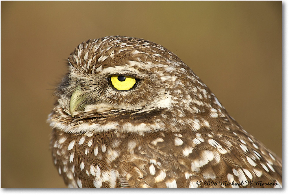 BurrowingOwl_CapeCoral_2006Jan_E0K5770 copy