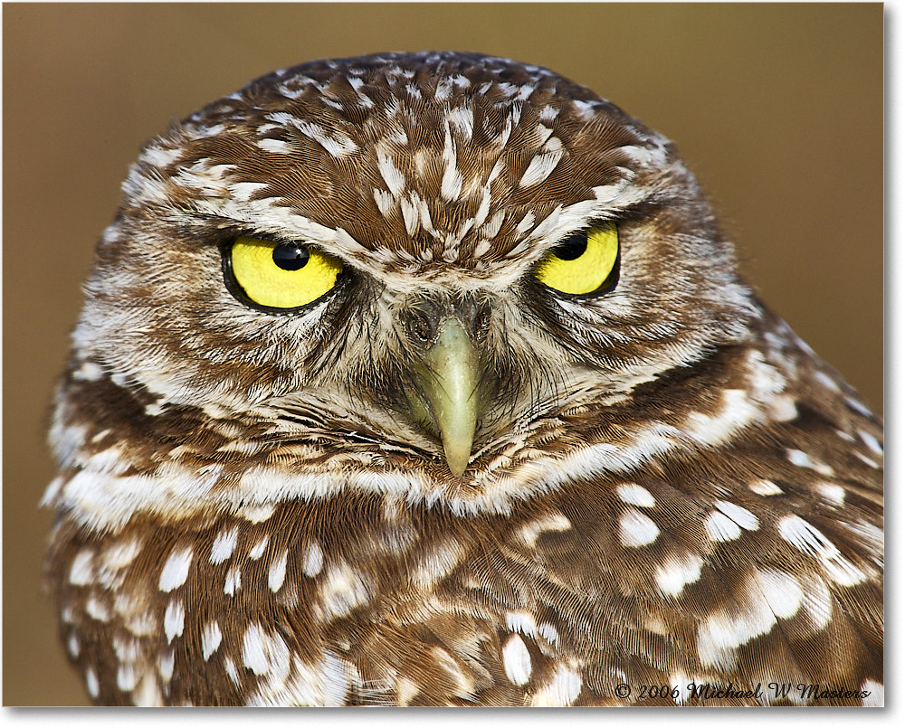 BurrowingOwl_CapeCoral_2006Jan_E0K5936 copy