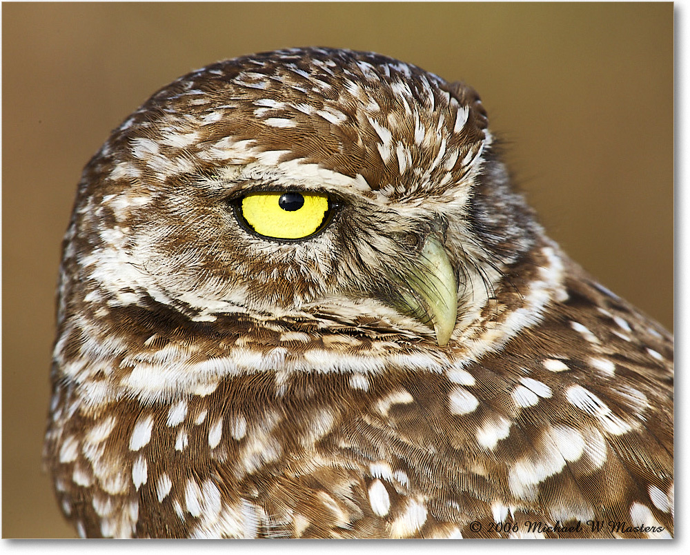 BurrowingOwl_CapeCoral_2006Jan_E0K5960 copy