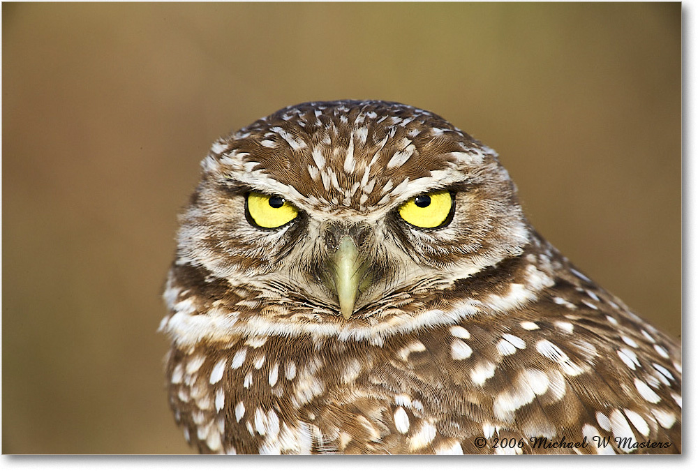 BurrowingOwl_CapeCoral_2006Jan_E0K5982 copy