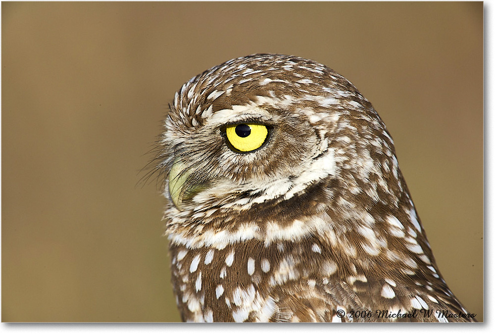 BurrowingOwl_CapeCoral_2006Jan_E0K5987 copy