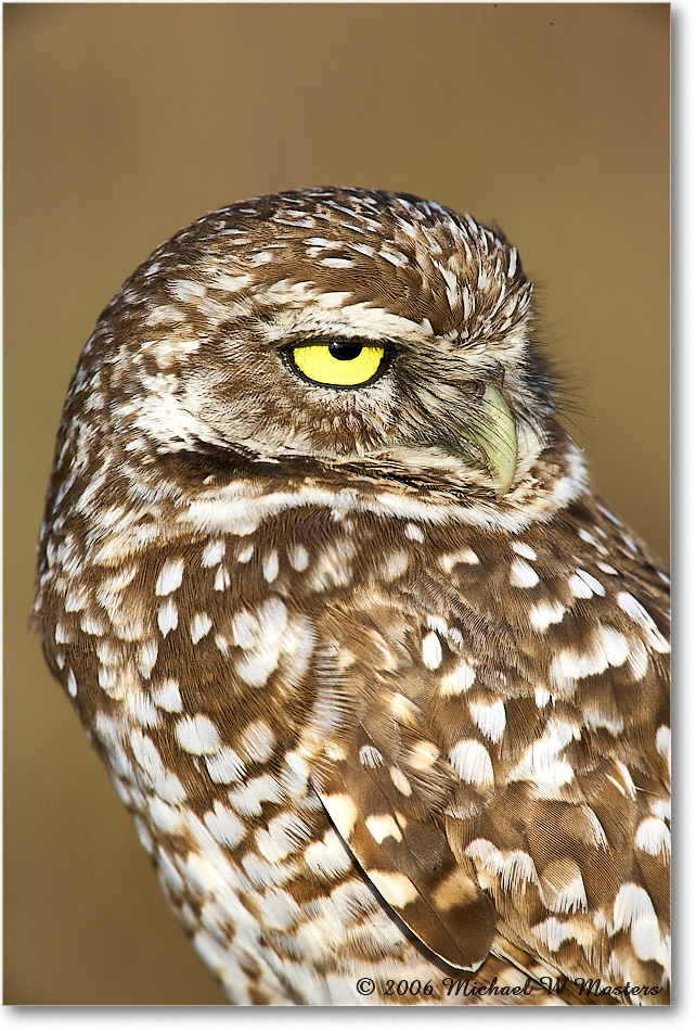 BurrowingOwl_CapeCoral_2006Jan_E0K5991 copy