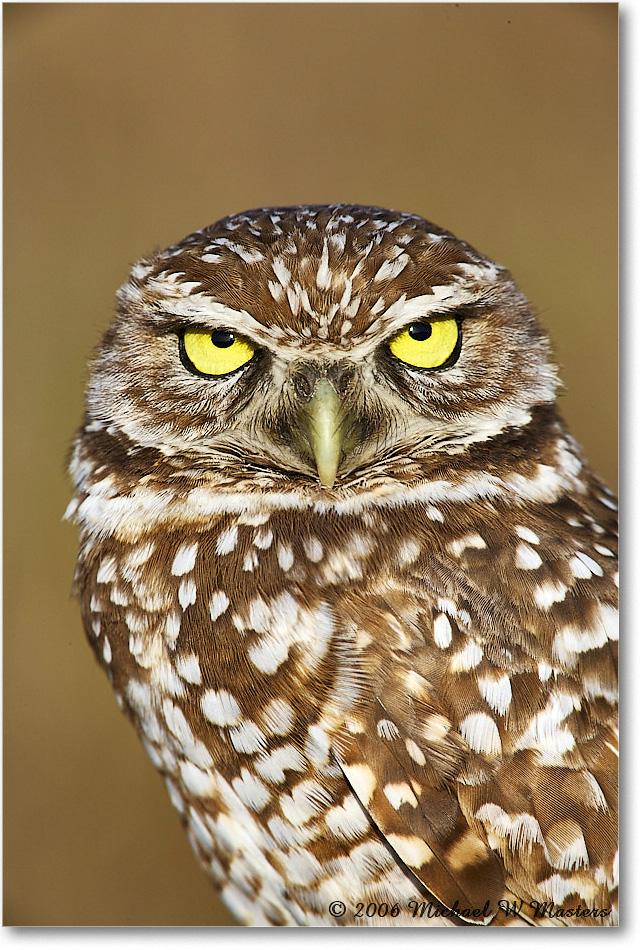 BurrowingOwl_CapeCoral_2006Jan_E0K5999 copy