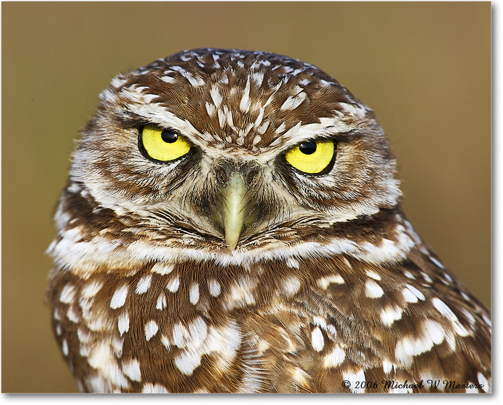 BurrowingOwl_CapeCoral_2006Jan_E0K6003 copy