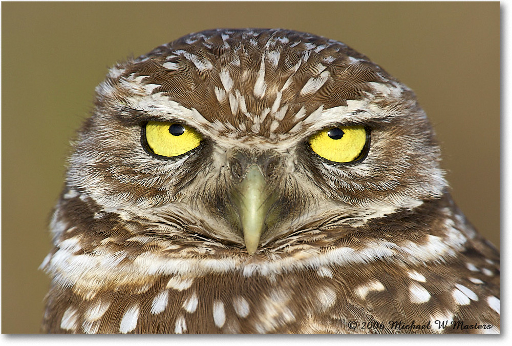 BurrowingOwl_CapeCoral_2006Jan_E0K6030 copy