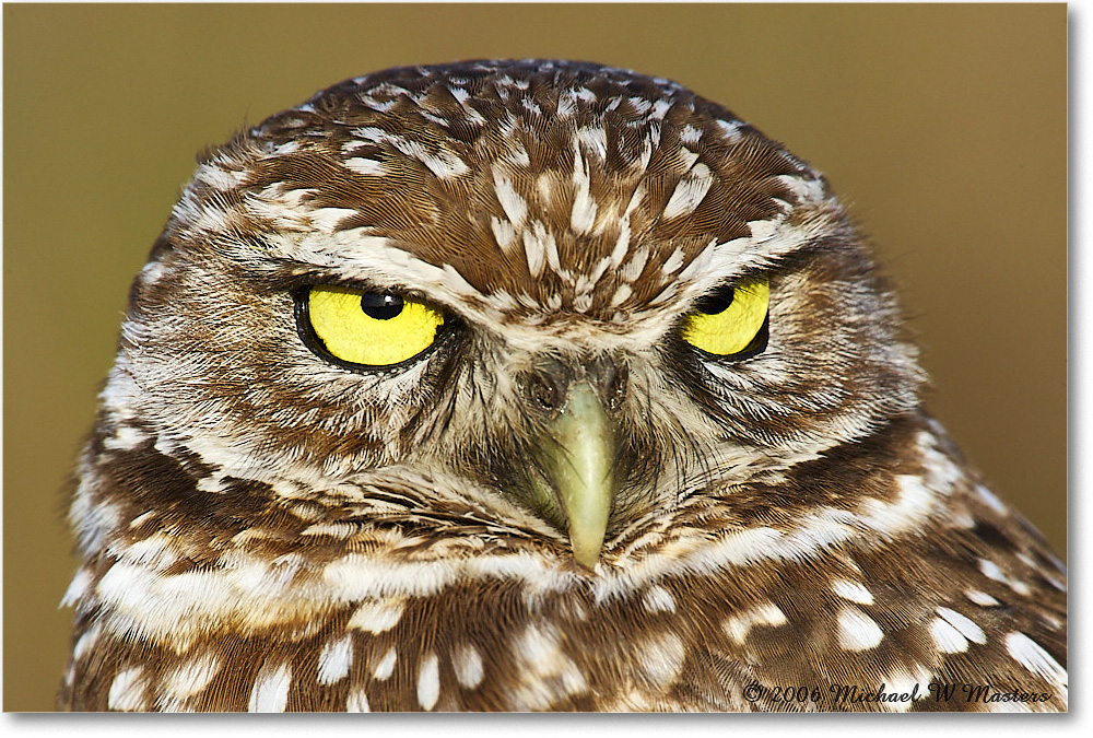 BurrowingOwl_CapeCoral_2006Jan_E0K6052 copy