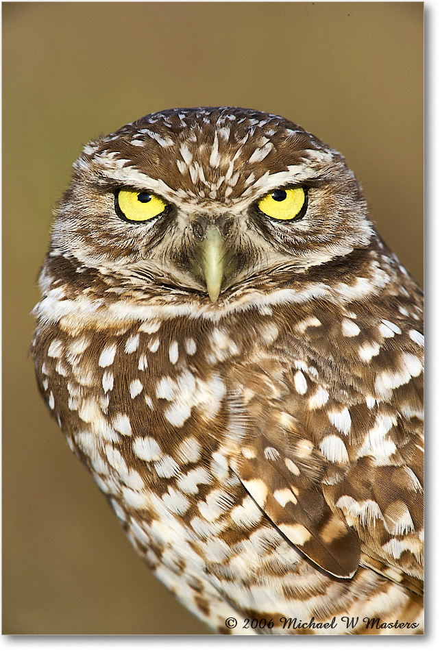 BurrowingOwl_CapeCoral_2006Jan_E0K6057 copy