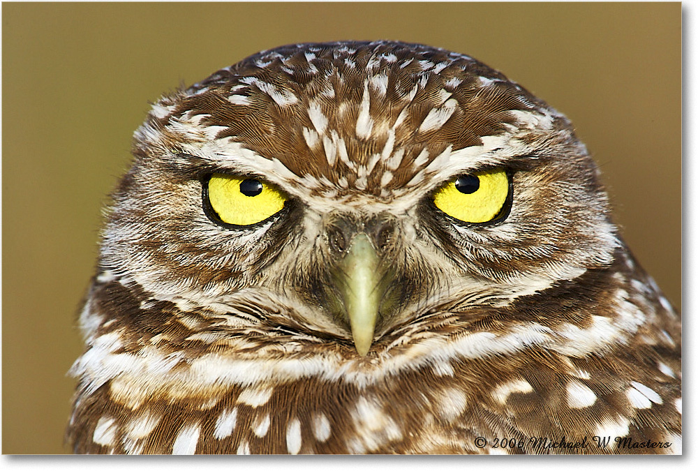 BurrowingOwl_CapeCoral_2006Jan_E0K6058 copy