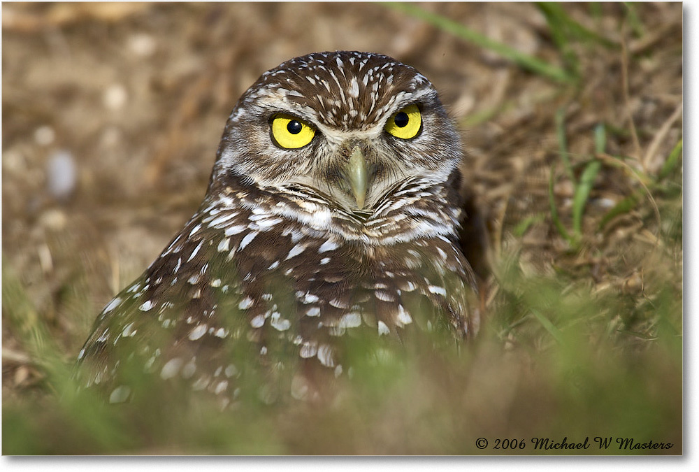 BurrowingOwl_CapeCoral_2006Jan_E0K6547 copy