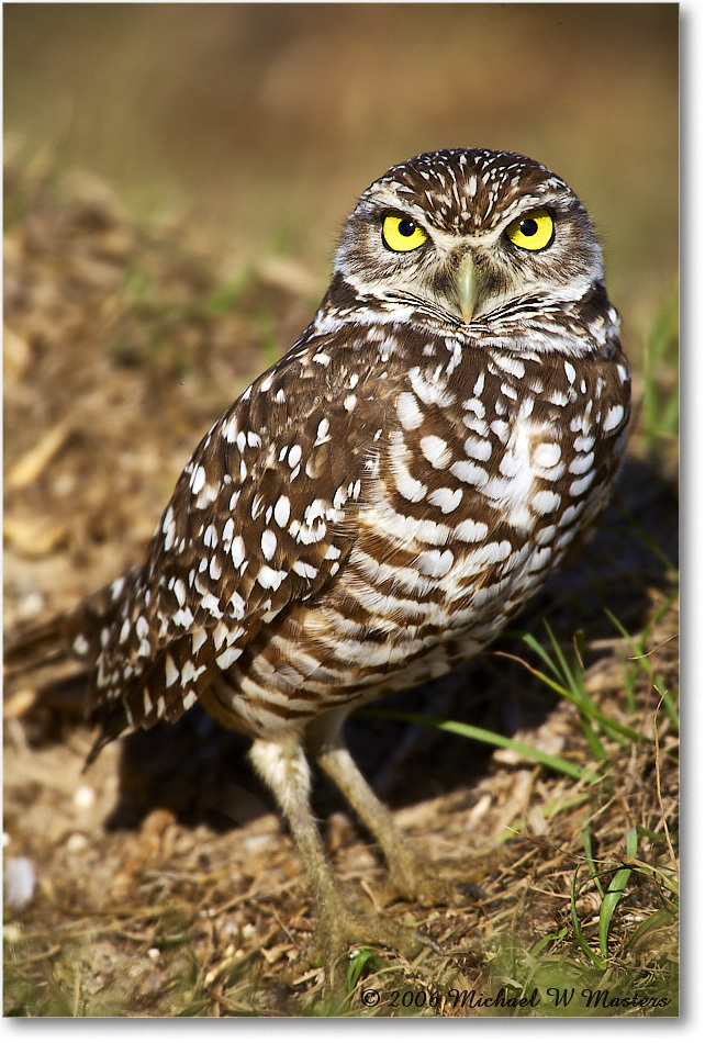 BurrowingOwl_CapeCoral_2006Jan_E0K6557 copy