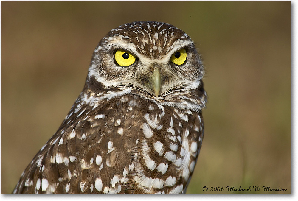 BurrowingOwl_CapeCoral_2006Jan_E0K6559 copy