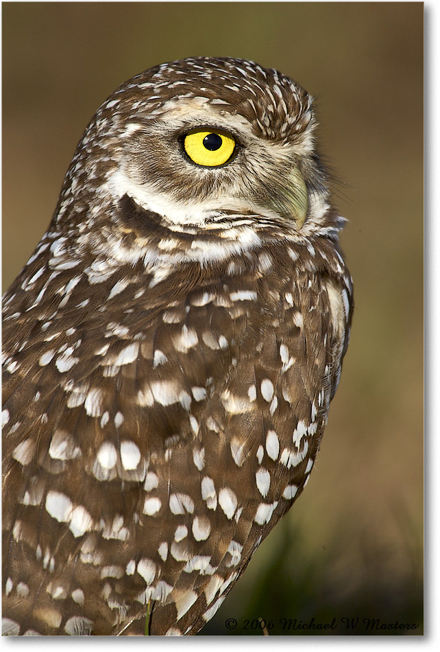 BurrowingOwl_CapeCoral_2006Jan_E0K6573 copy