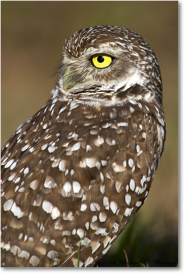 BurrowingOwl_CapeCoral_2006Jan_E0K6575 copy