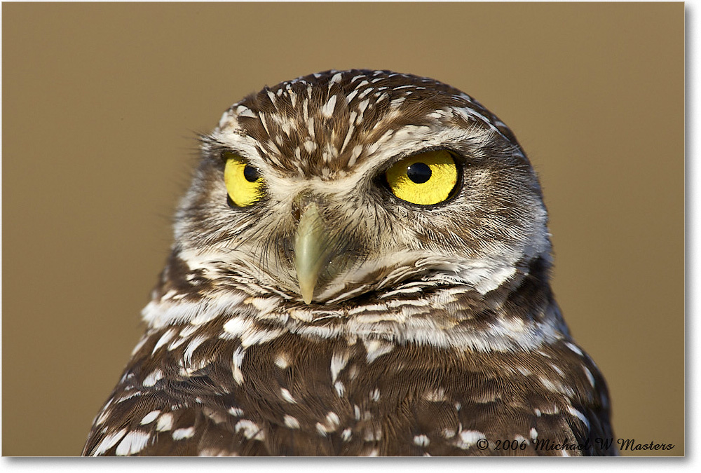 BurrowingOwl_CapeCoral_2006Jan_E0K6623 copy