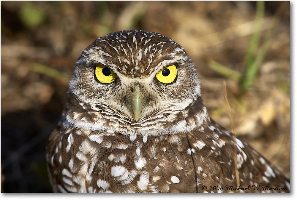 BurrowingOwl_CapeCoral_2006Jan_E0K6634 copy