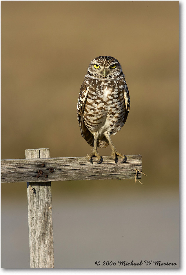 BurrowingOwl_CapeCoral_2006Jan_E0K6645 copy