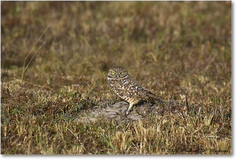 BurrowingOwl_CapeCoral_2006Jan_Y2F7292 copy