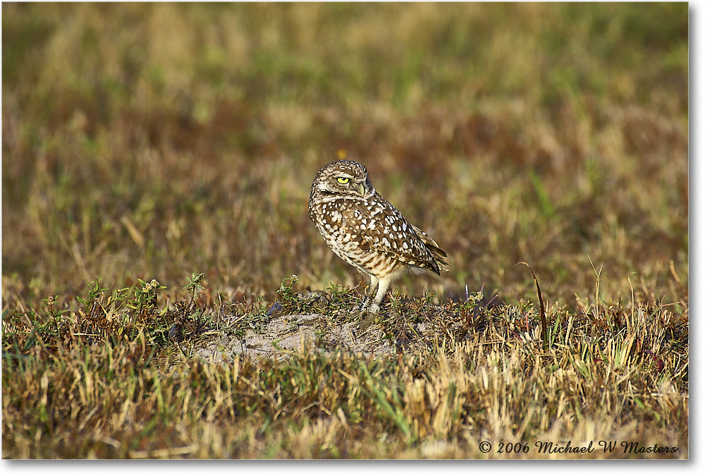 BurrowingOwl_CapeCoral_2006Jan_Y2F7306 copy