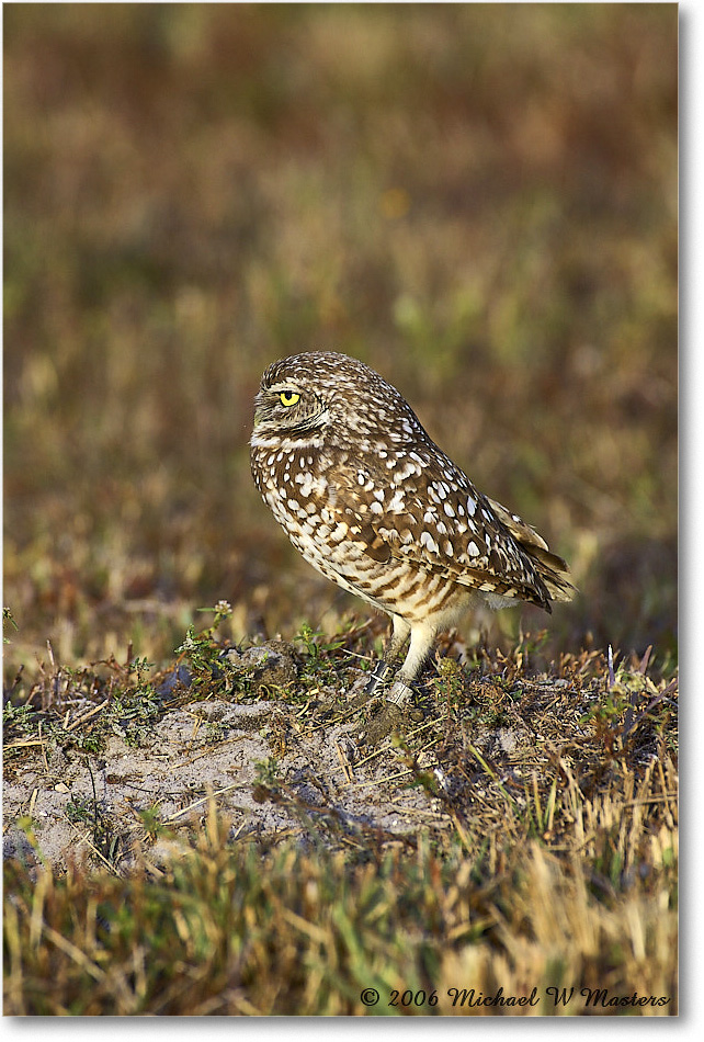 BurrowingOwl_CapeCoral_2006Jan_Y2F7316 copy