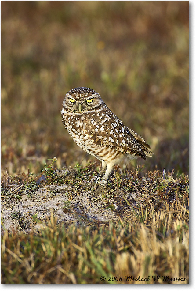 BurrowingOwl_CapeCoral_2006Jan_Y2F7319 copy