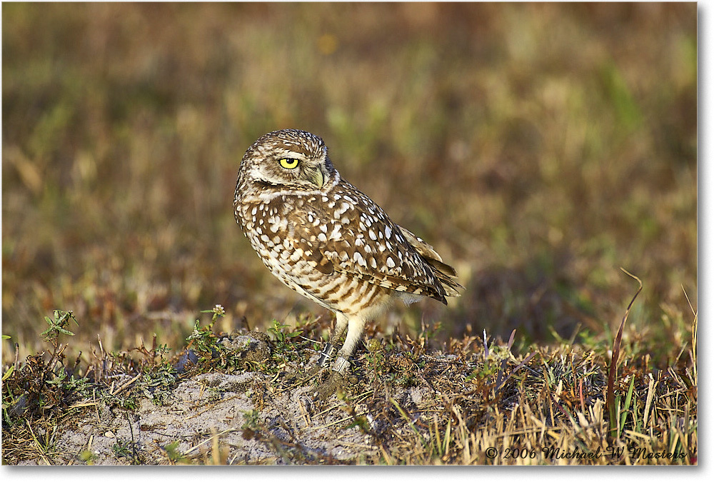 BurrowingOwl_CapeCoral_2006Jan_Y2F7326 copy