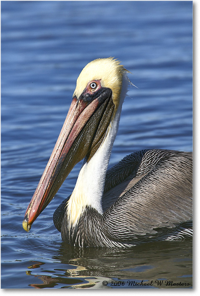 BrownPelican_DingDarlingNWR_2006Jan_E0K6330 copy