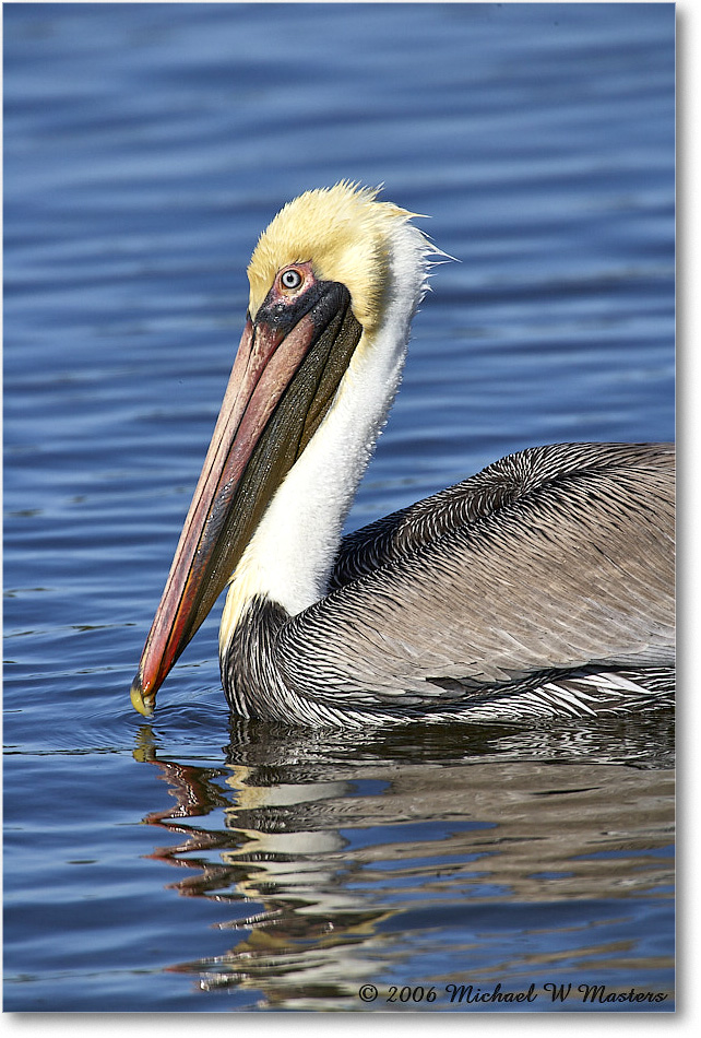 BrownPelican_DingDarlingNWR_2006Jan_E0K6334 copy