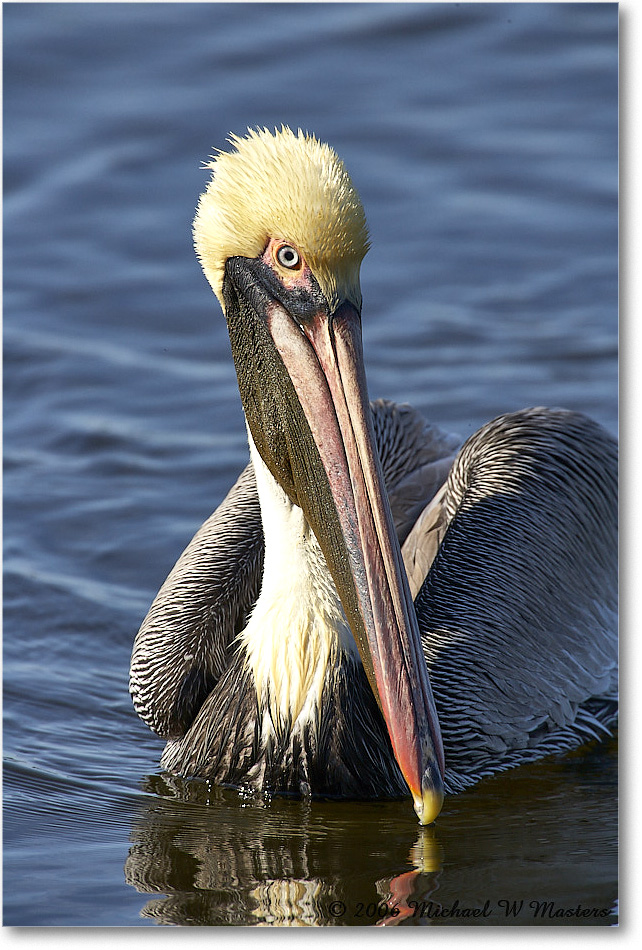 BrownPelican_DingDarlingNWR_2006Jan_E0K6337 copy