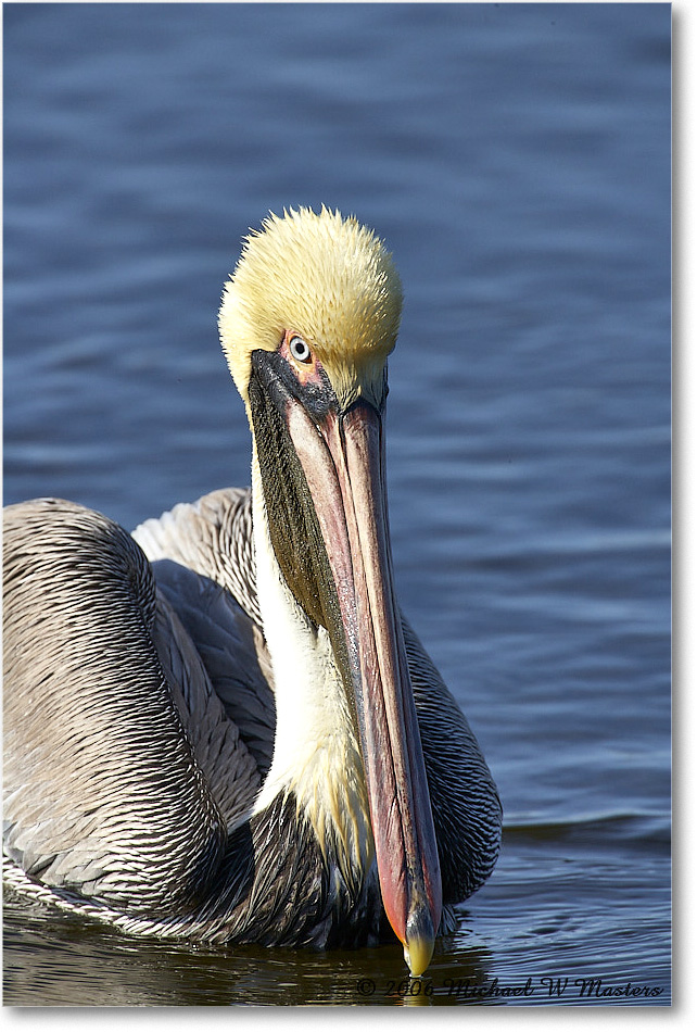 BrownPelican_DingDarlingNWR_2006Jan_E0K6338 copy