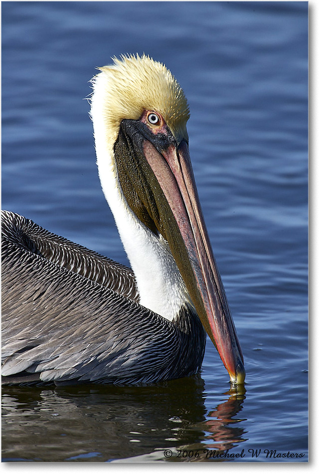 BrownPelican_DingDarlingNWR_2006Jan_E0K6426 copy