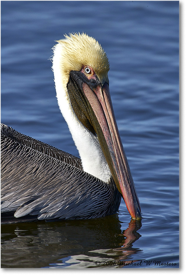 BrownPelican_DingDarlingNWR_2006Jan_E0K6428 copy