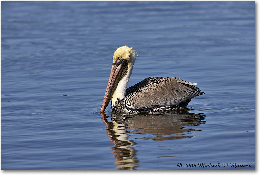 BrownPelican_DingDarlingNWR_2006Jan_E0K6453 copy