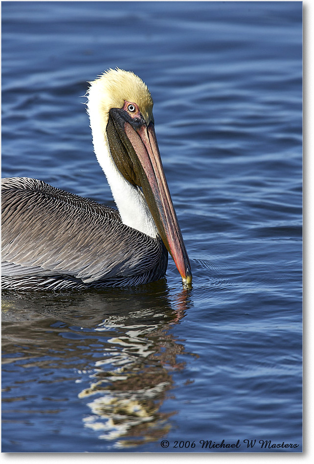 BrownPelican_DingDarlingNWR_2006Jan_E0K6459 copy