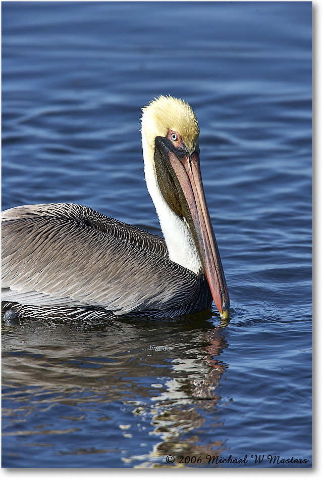 BrownPelican_DingDarlingNWR_2006Jan_E0K6460 copy